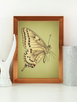 Vintage Butterfly Illustration Wall Art Print | Natural History Insect Artwork | Botanical Entomology Illustration | Elegant Nature Wall Decor