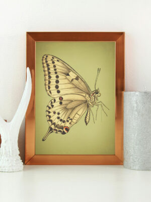 Vintage Butterfly Illustration Wall Art Print | Natural History Insect Artwork | Botanical Entomology Illustration | Elegant Nature Wall Decor